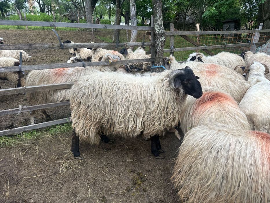 Berbeci schimb cu oi