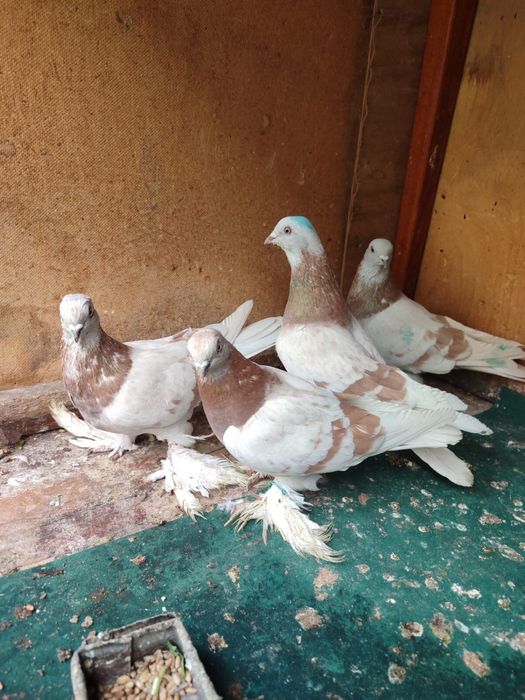 Продам голубей 2025 молодеж
