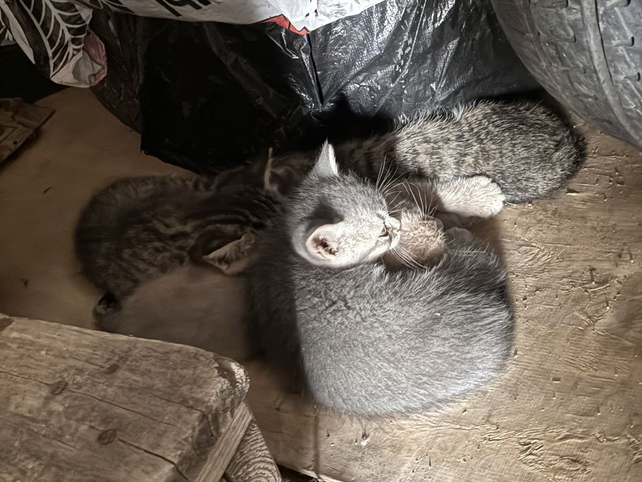 Котята в добрые руки - бесплатно