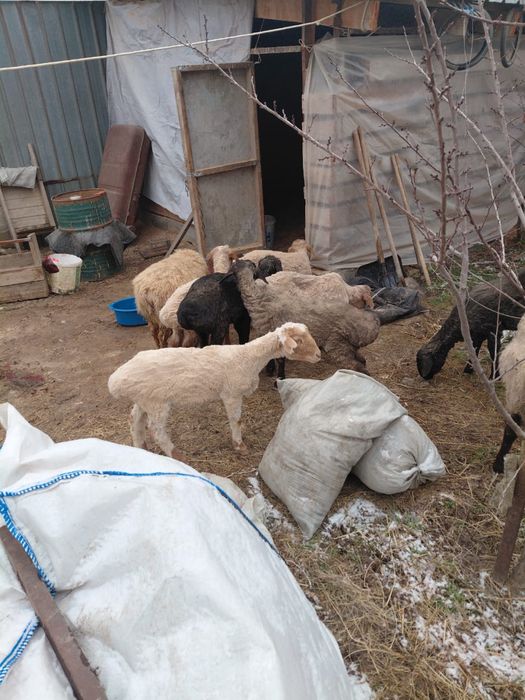 Семіз тоқтылар 75 мыңнан