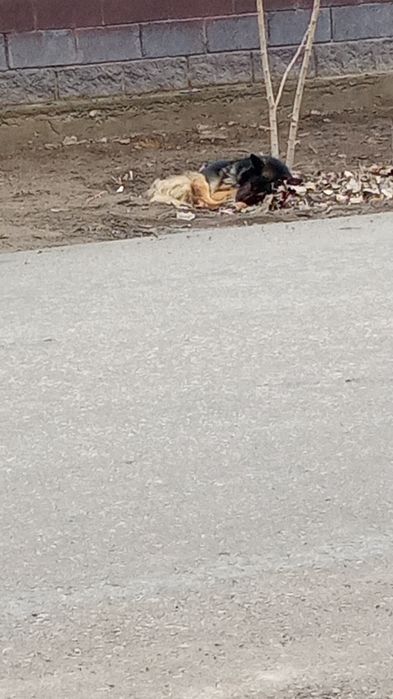 Собака немецкая овчарка может кто потерял