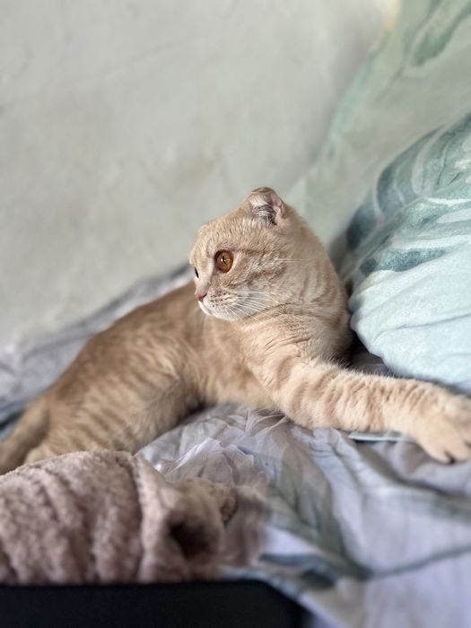 Котик шотландский