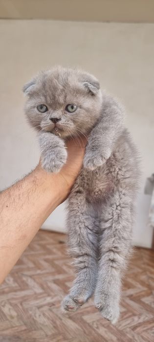 Котёнок скотишфолд