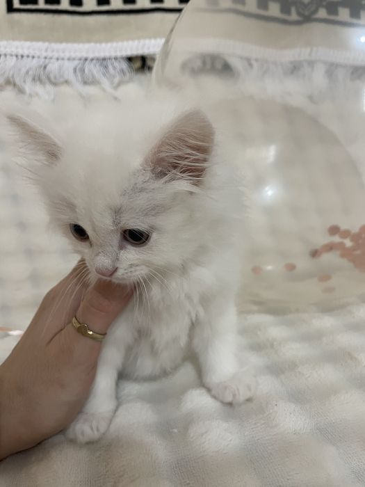 Мушук  сотилади