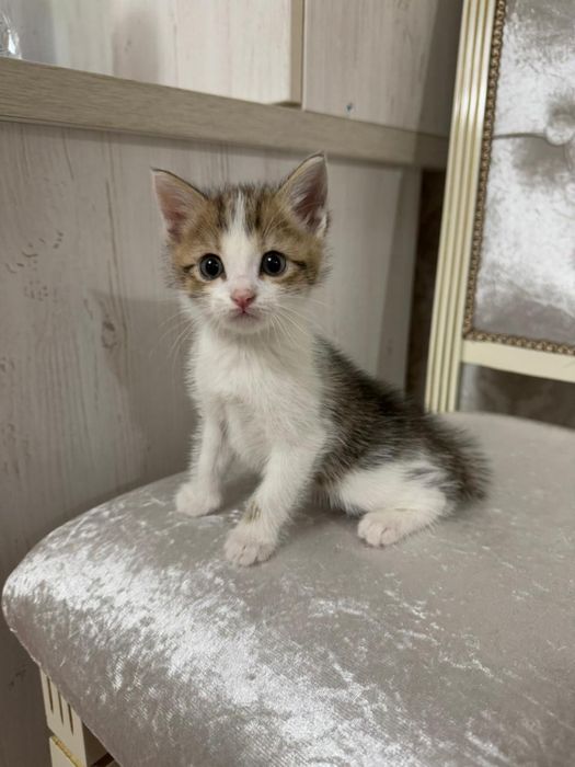 Отдаю котят в хорошие руки