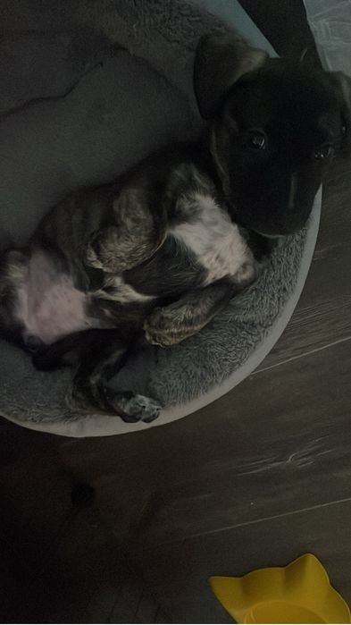 Стафорд девочка 2 месяца