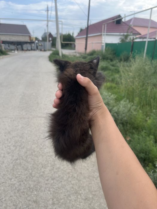 Котенок где то 2-3-4 месяца