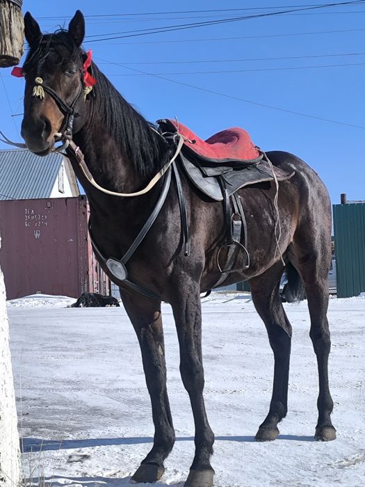 Кокпар прогулки айгыр