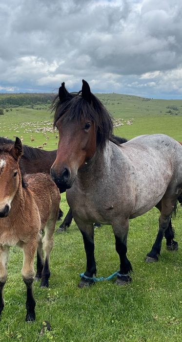 De vanzare manz deres de 11 luni!