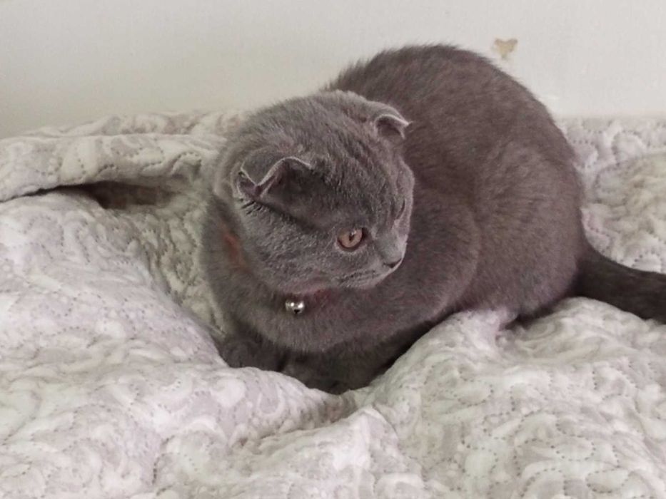 Шотландски котета момчета