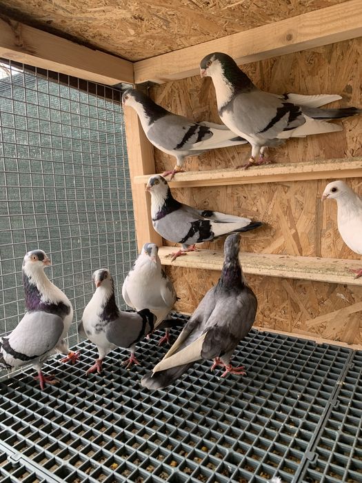 Jucătorii Gălățenii