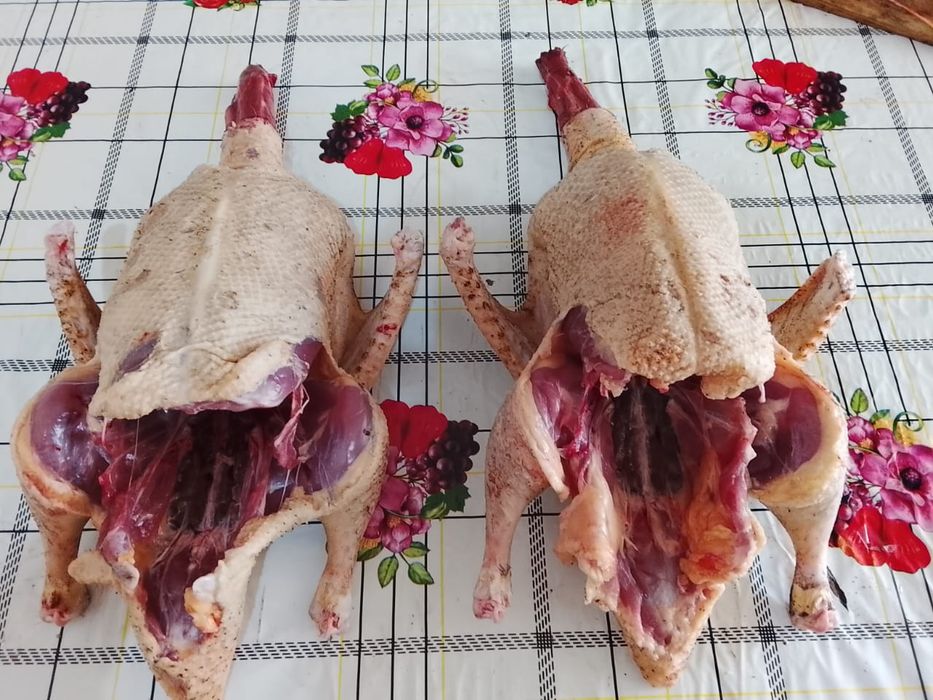 Продале  домашние  индаутки