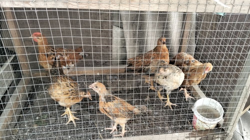 Продам подросших циплят