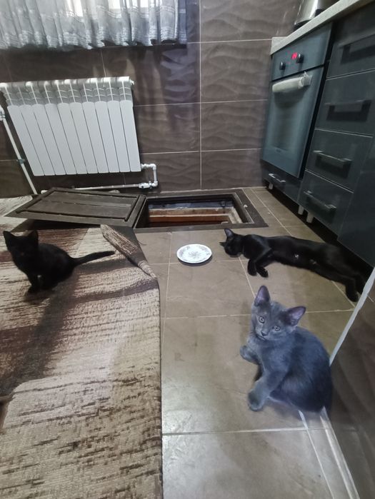 Отдам даром хорошие руки!!!