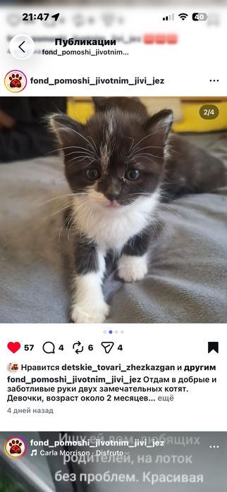 Отдам котёнка  в добрые руки