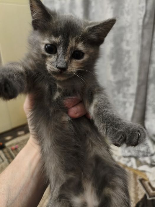 В добрые заботливые руки.