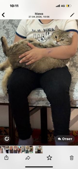 Продам тигристых кошек