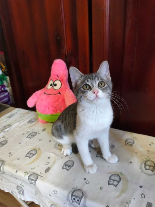 Котенок отдам в хорошую семью