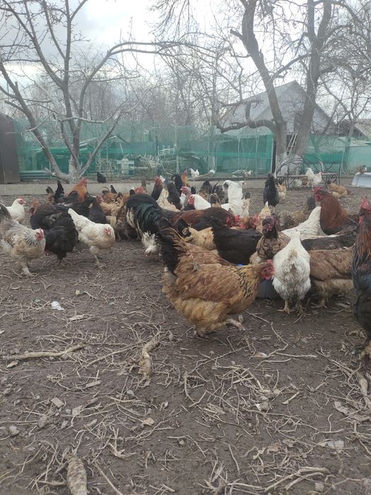 Продам инкубационные яйца