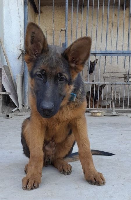 Овчарка щенок