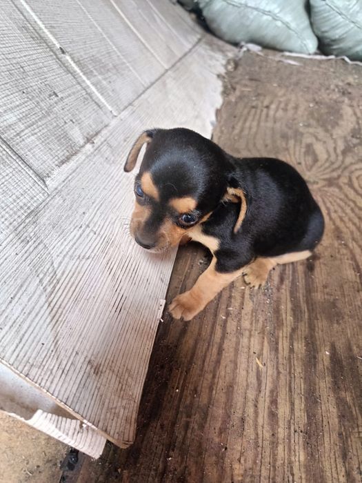 Щенки Той-терьера