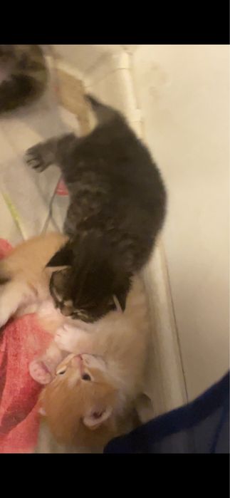 Бронь котят шотланских