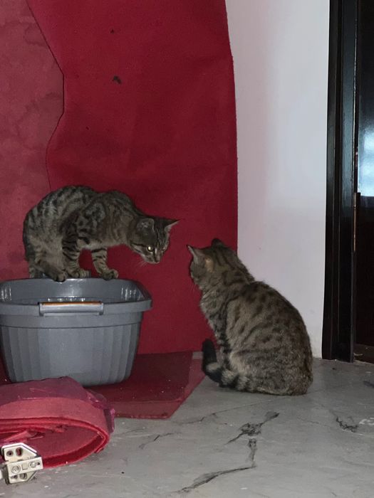 Отдам котят даром