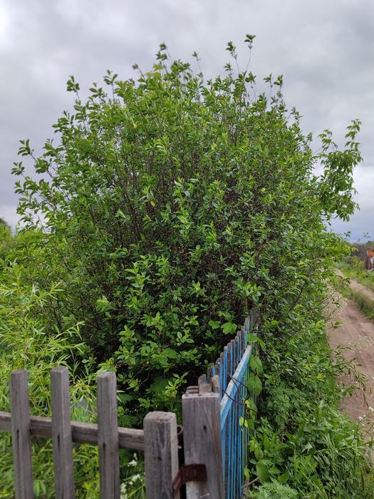 Продам дачу 6 соток