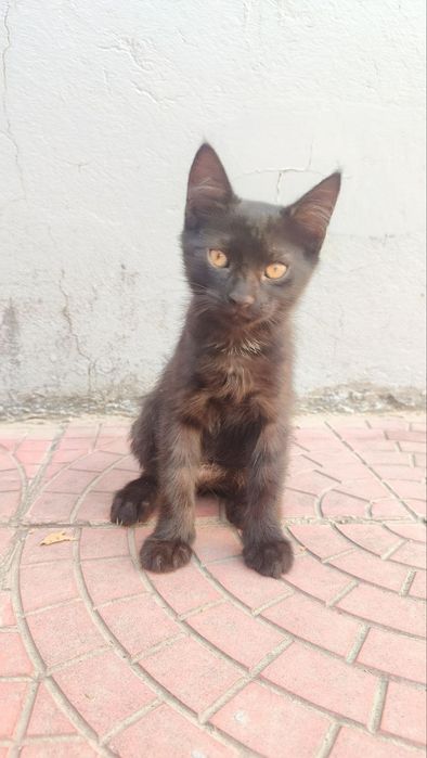 3 ta mushuk bolasi dostafka tekin