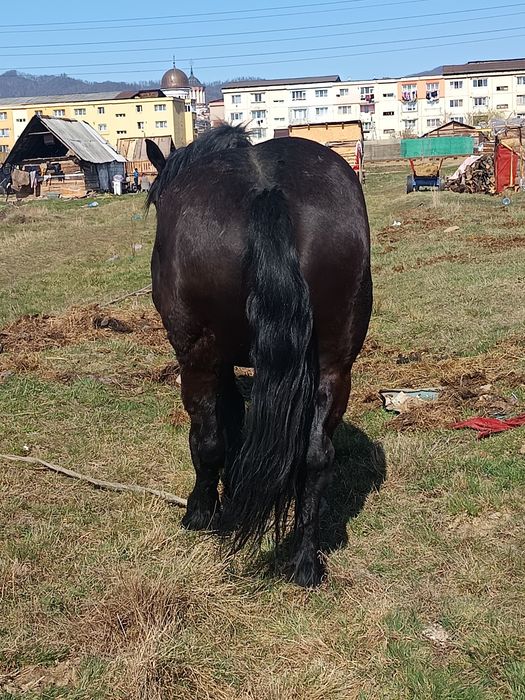 De vânzare iapa de 7 ani acte la zi pe ia 4000