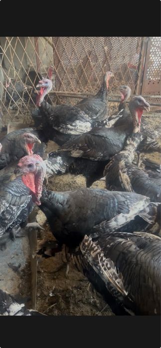 Toza yem bilan boqilgan kurkala sotiladi damashniy