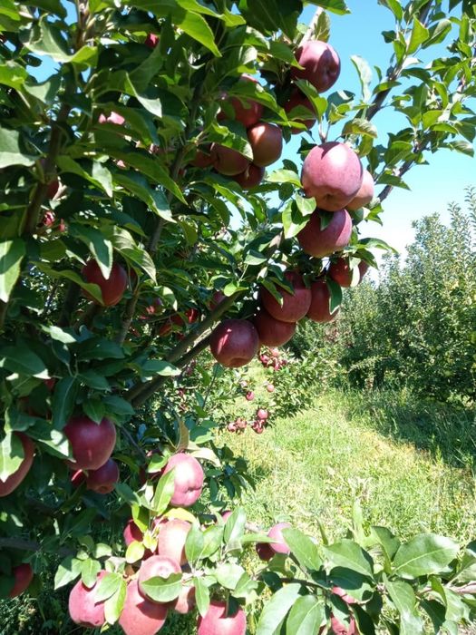 Продам яблоки на корню