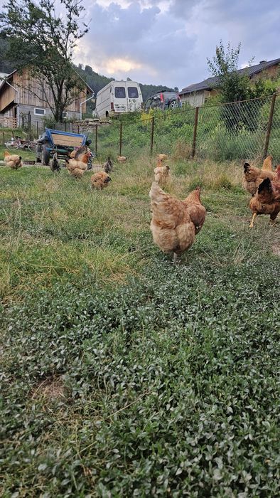 Vând găini de casă ouătoare