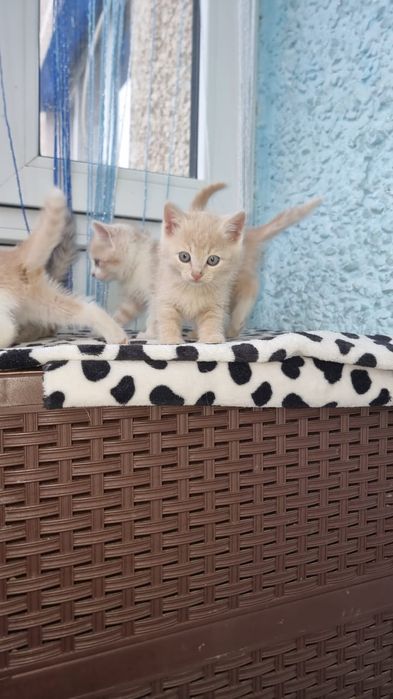 Отдам котят бесплатно