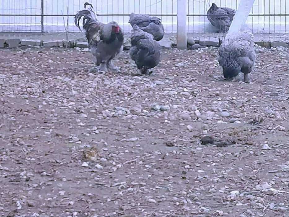 Vând oua brahma pentru incubat