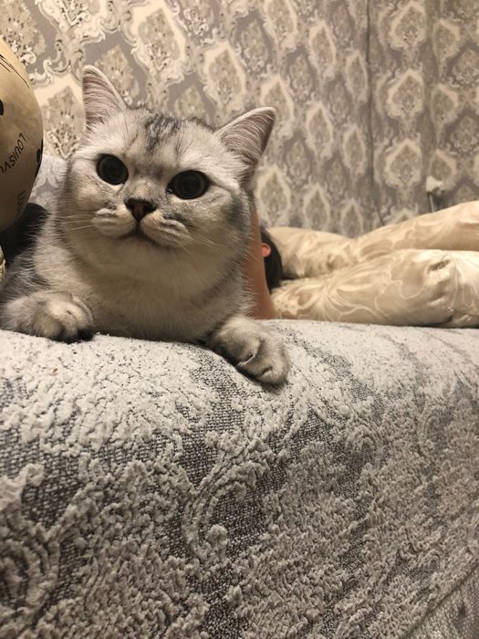 Британско шотландский кошка