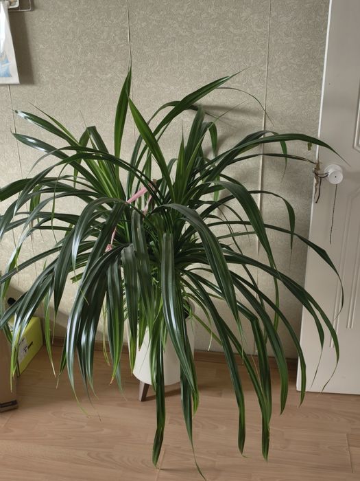 Панданус домашний