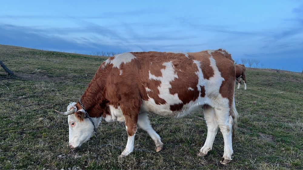 Vand vaca gestanta in 7 luni