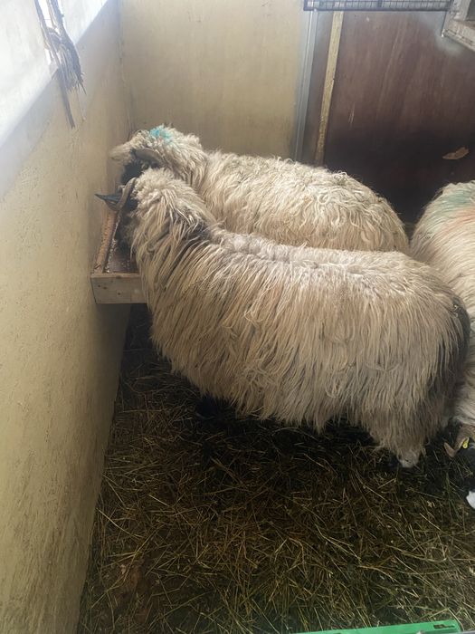 Miori turcana breaza