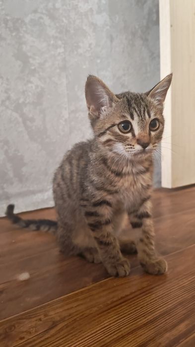 Котята бесплатно мальчики