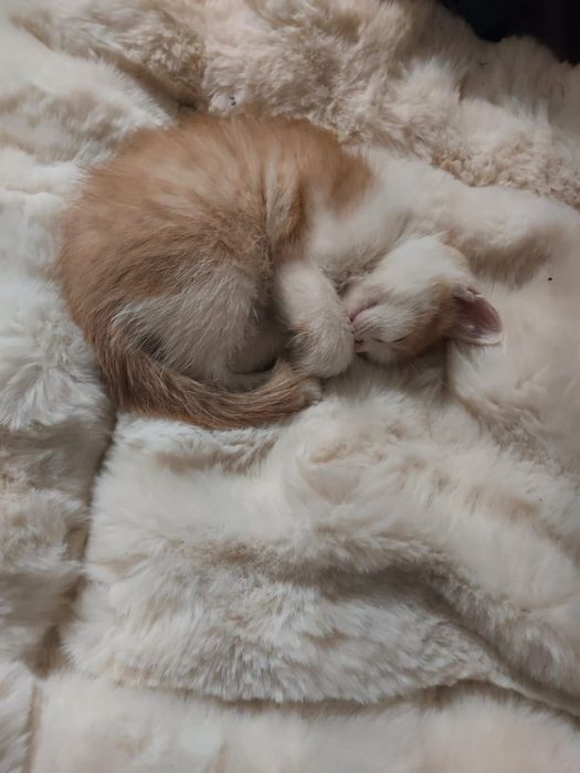 Котенок полукровка