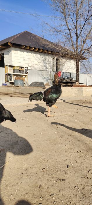 Продам Даканнннн