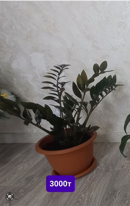 Гүл сатамын жағдайы жақсы