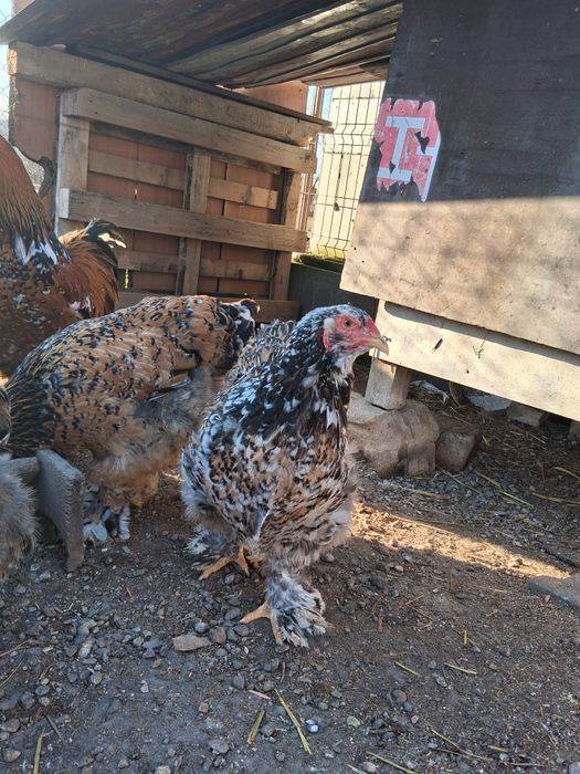 Vând ouă pentru incubat