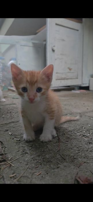 Подарявам бебе котенца