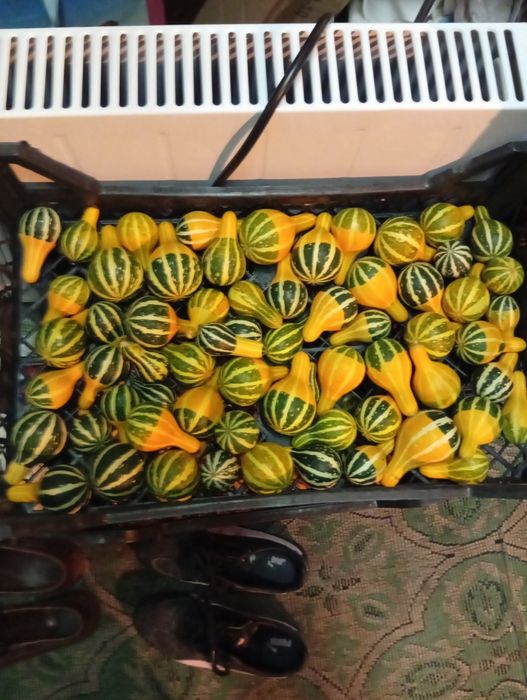 Декоративни кратунки