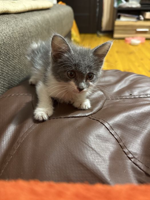 Котенок девочка 1,5 мес