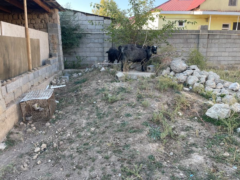 Ешки ешкі коза сатылады