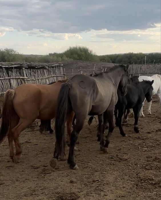 айғыр айгыр жеребец