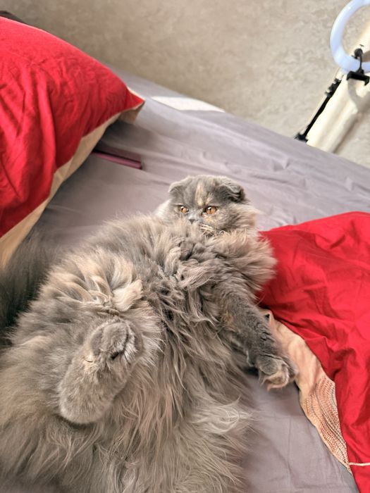 Скотиш страйт кошка